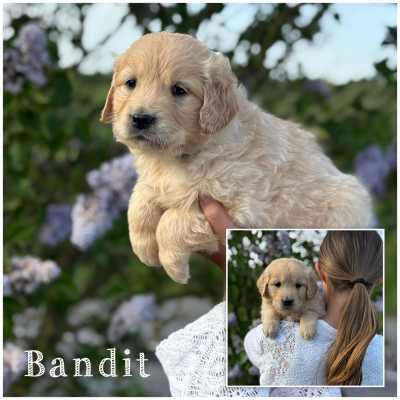 Bandit