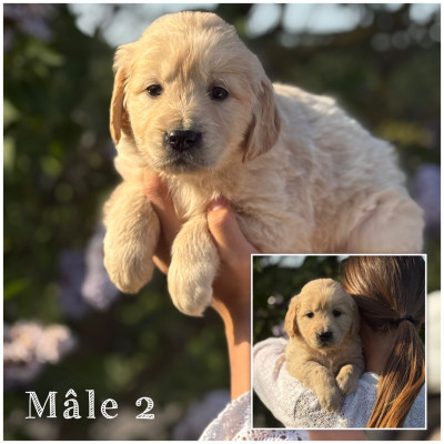 Mâle 2