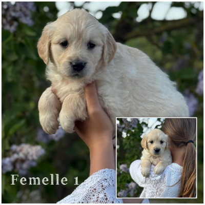 Femelle 1