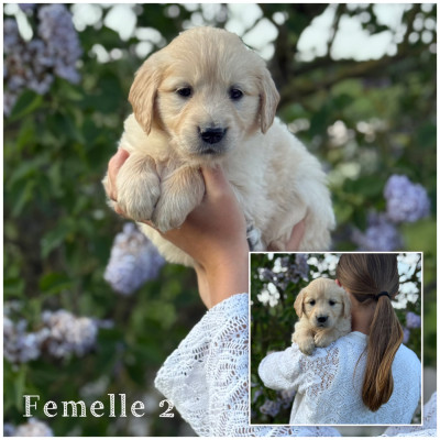 Femelle 2