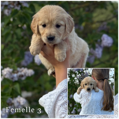 Femelle 3