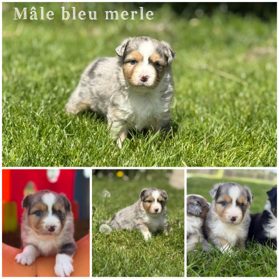 Mâle bleu merle