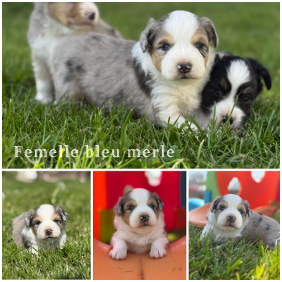 Femelle bleu merle