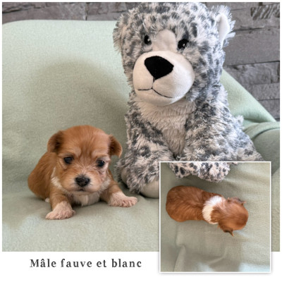 Mâle fauve et blanc 1