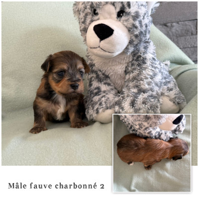 Mâle fauve charbonné 2