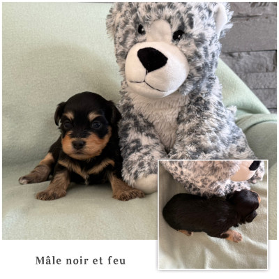 Mâle noir et feu