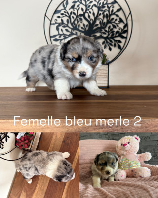 Femelle bleu merle 2