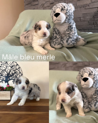Mâle bleu merle