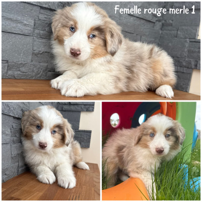 Femelle rouge merle 1
