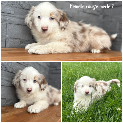 Femelle rouge merle 2