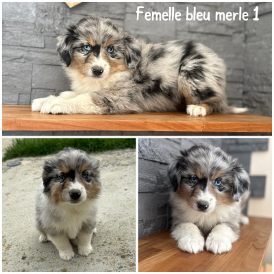 Femelle bleu merle 1