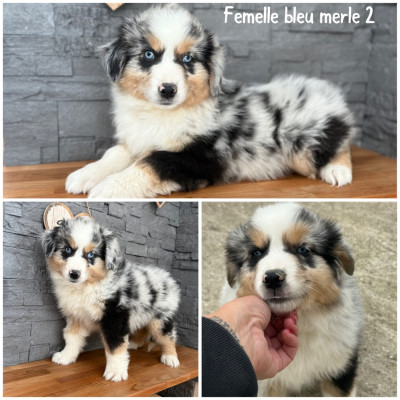 Femelle bleu merle 2