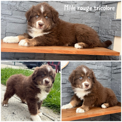 Mâle rouge tricolore