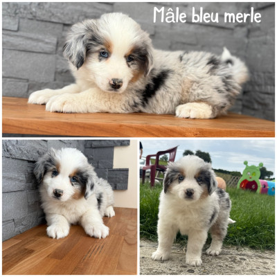 Mâle bleu merle