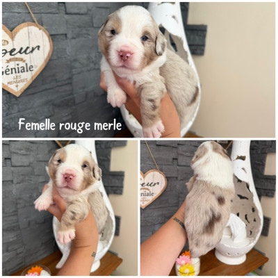 Rouge merle 1