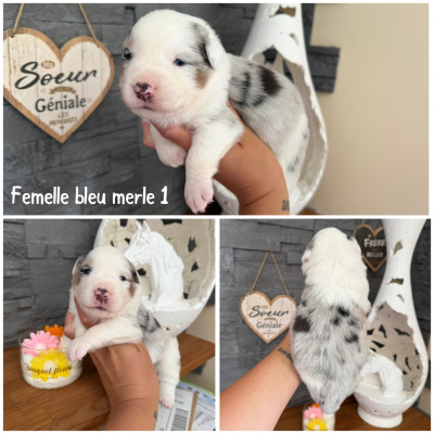 Bleu merle 1