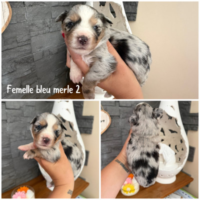 Bleu merle 2