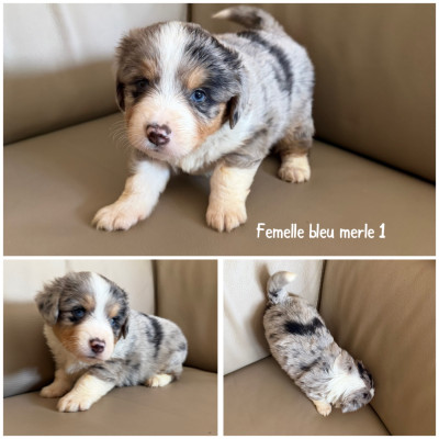 Femelle bleu merle 1