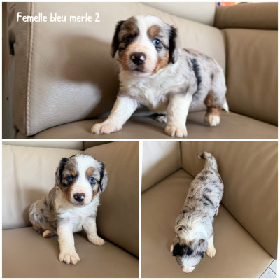 Femelle bleu merle 2
