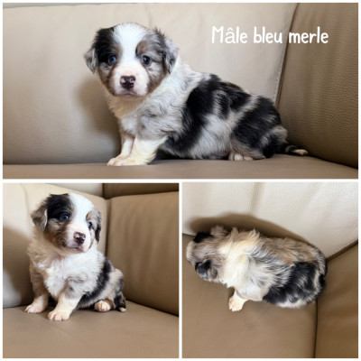 Mâle bleu merle