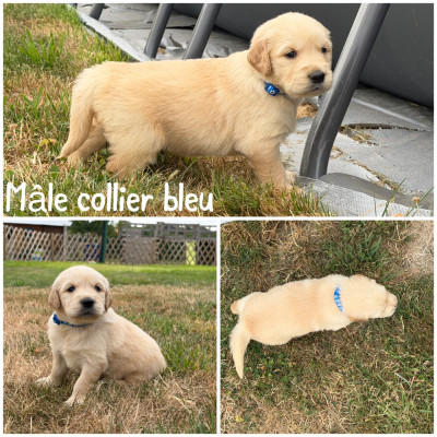 Mâle collier bleu