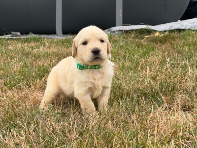 Mâle collier vert