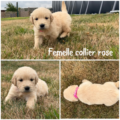 Femelle collier rose