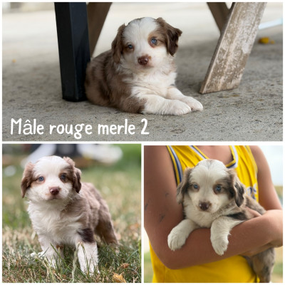Mâle rouge merle 2