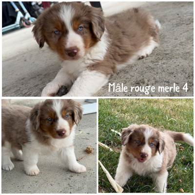 Mâle rouge merle 4