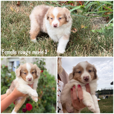 Femelle rouge merle 1