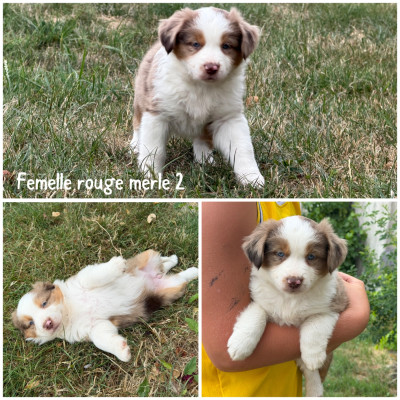 Femelle rouge merle 2