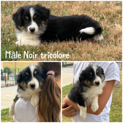 Noir tricolore