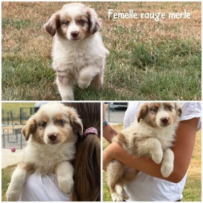 Rouge merle 1
