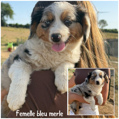 Femelle bleu merle 1