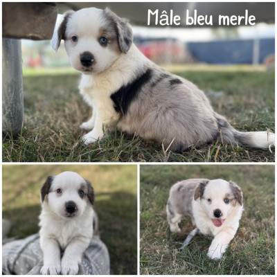 Mâle bleu merle