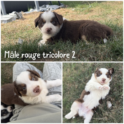 Mâle rouge tricolore 2