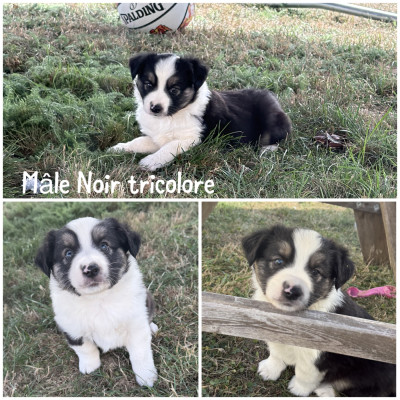 Mâle Noir tricolore