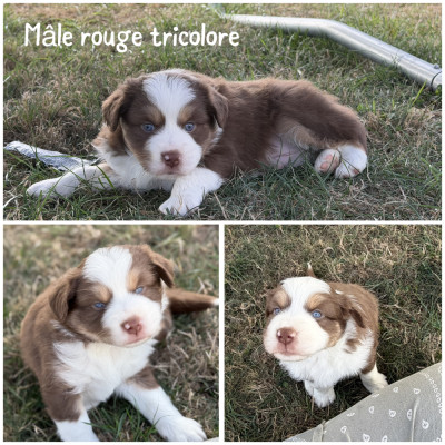 Mâle rouge tricolore