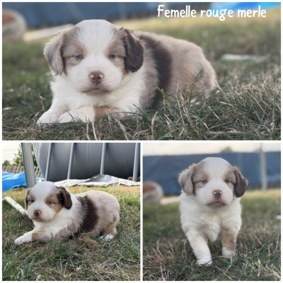 Femelle rouge merle