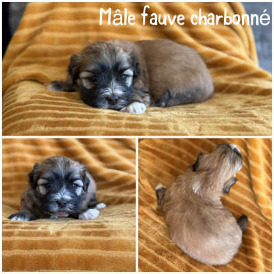 Mâle fauve charbonné