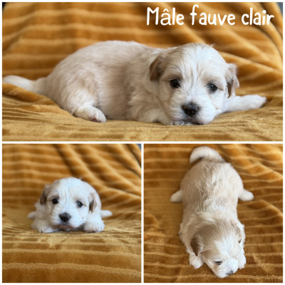 Mâle fauve clair