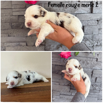 Femelle rouge merle 2 