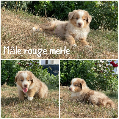 Mâle rouge merle