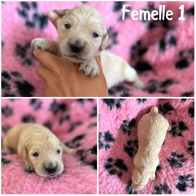 Femelle 1 