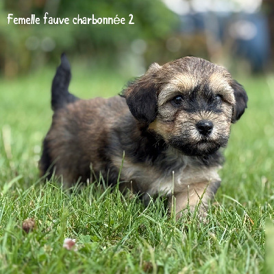 Femelle charbonnée 2 
