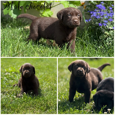 Mâle chocolat 1 