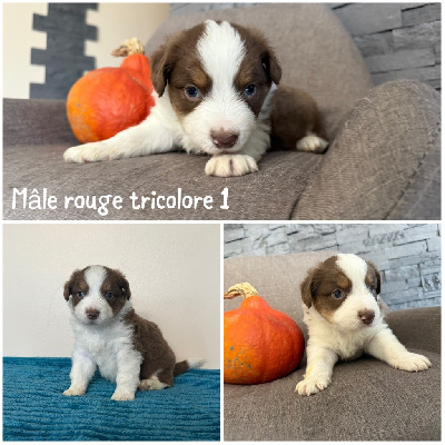 Mâle rouge tricolore 1