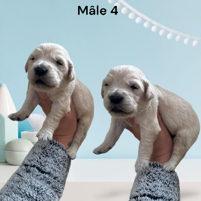 CHIOT 4