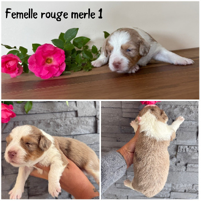 Femelle rouge merle 1 