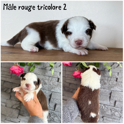 Mâle rouge tricolore 2 